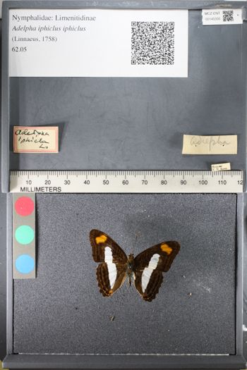 Media type: image;   Entomology 145335